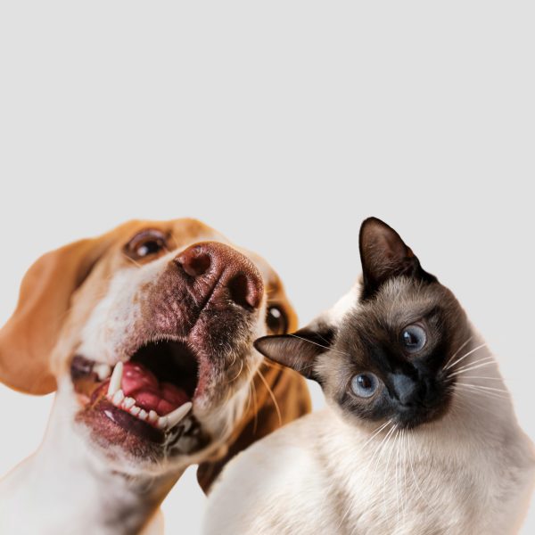 Pack Perro y Gato Día de cuidado